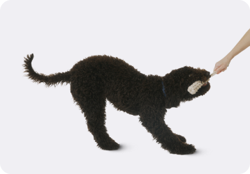 Dog_-_Mobile