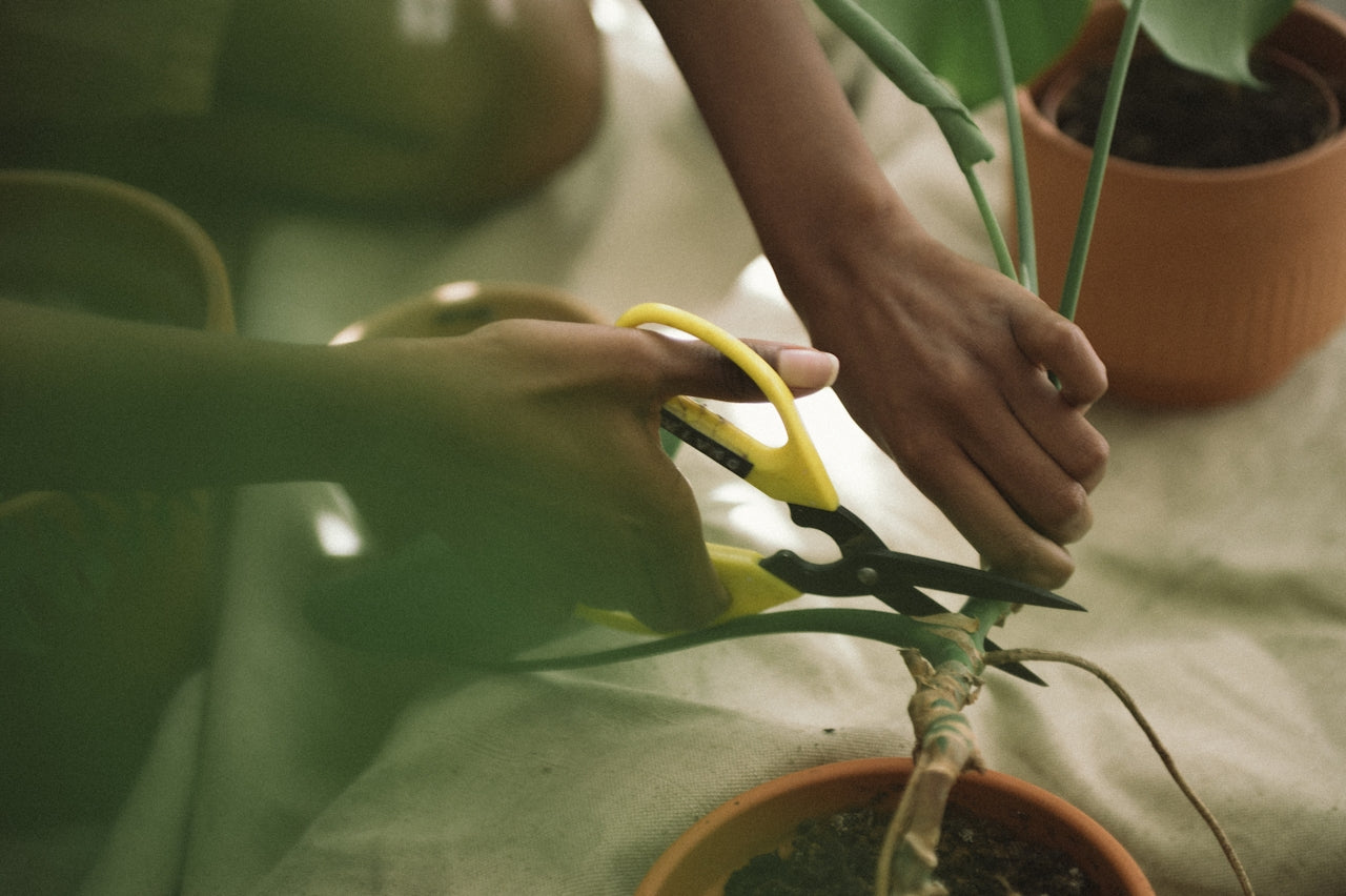 Beyond Opioids: Plant-Powered Wellness