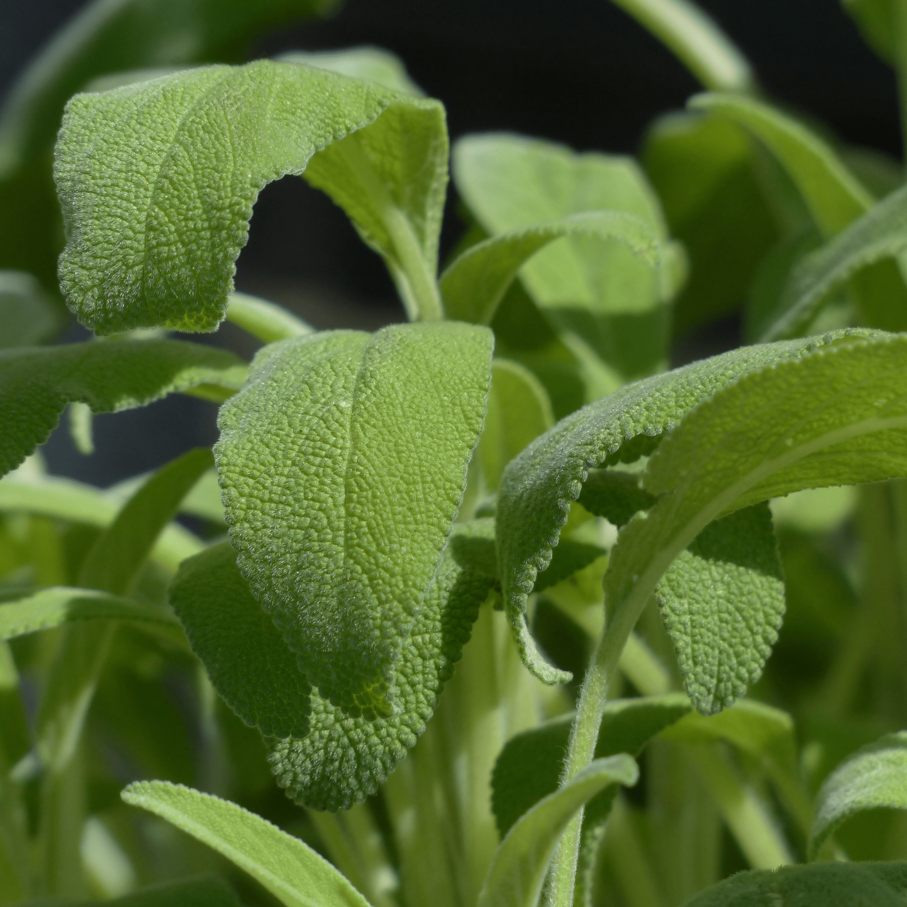 Napreva contains terpenes from sage