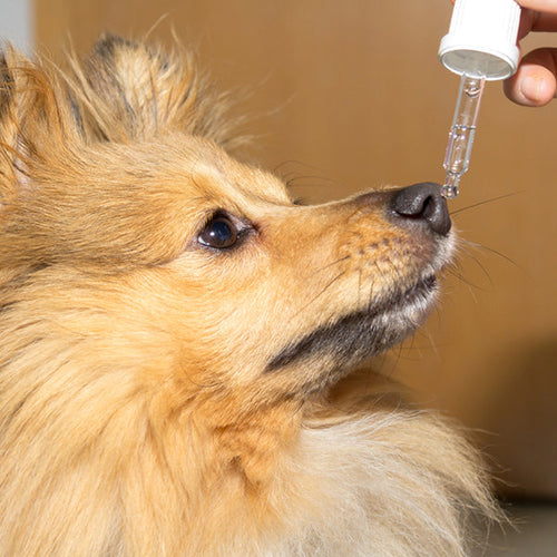 Helping Dogs In Pain