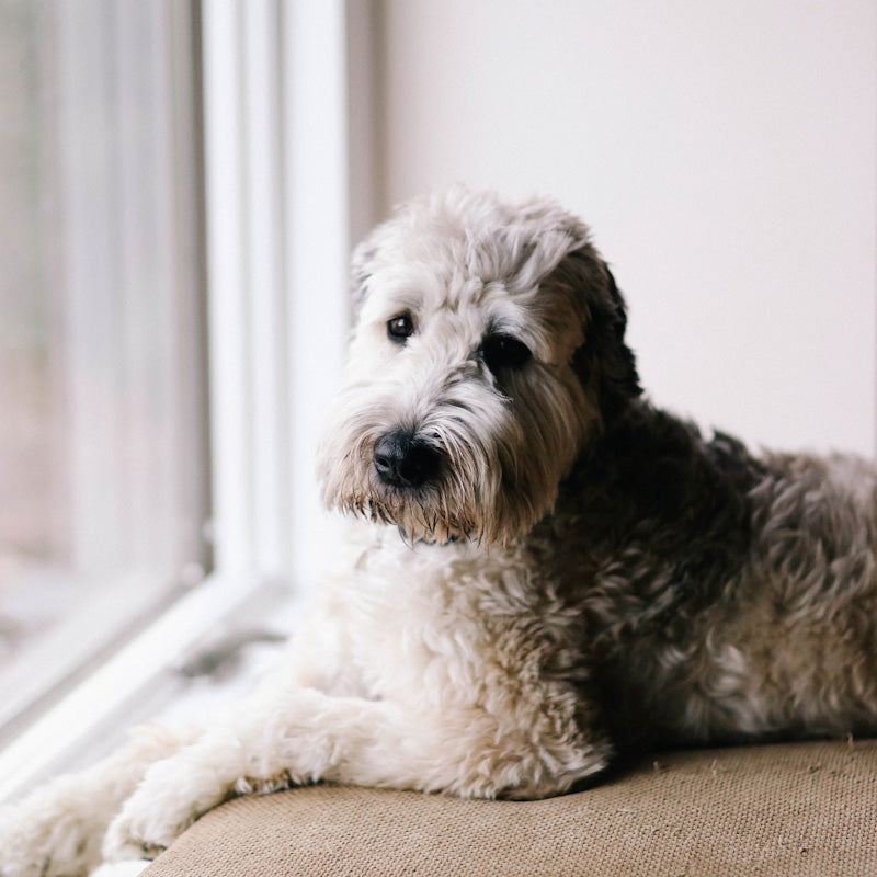 Helping Dogs in Pain