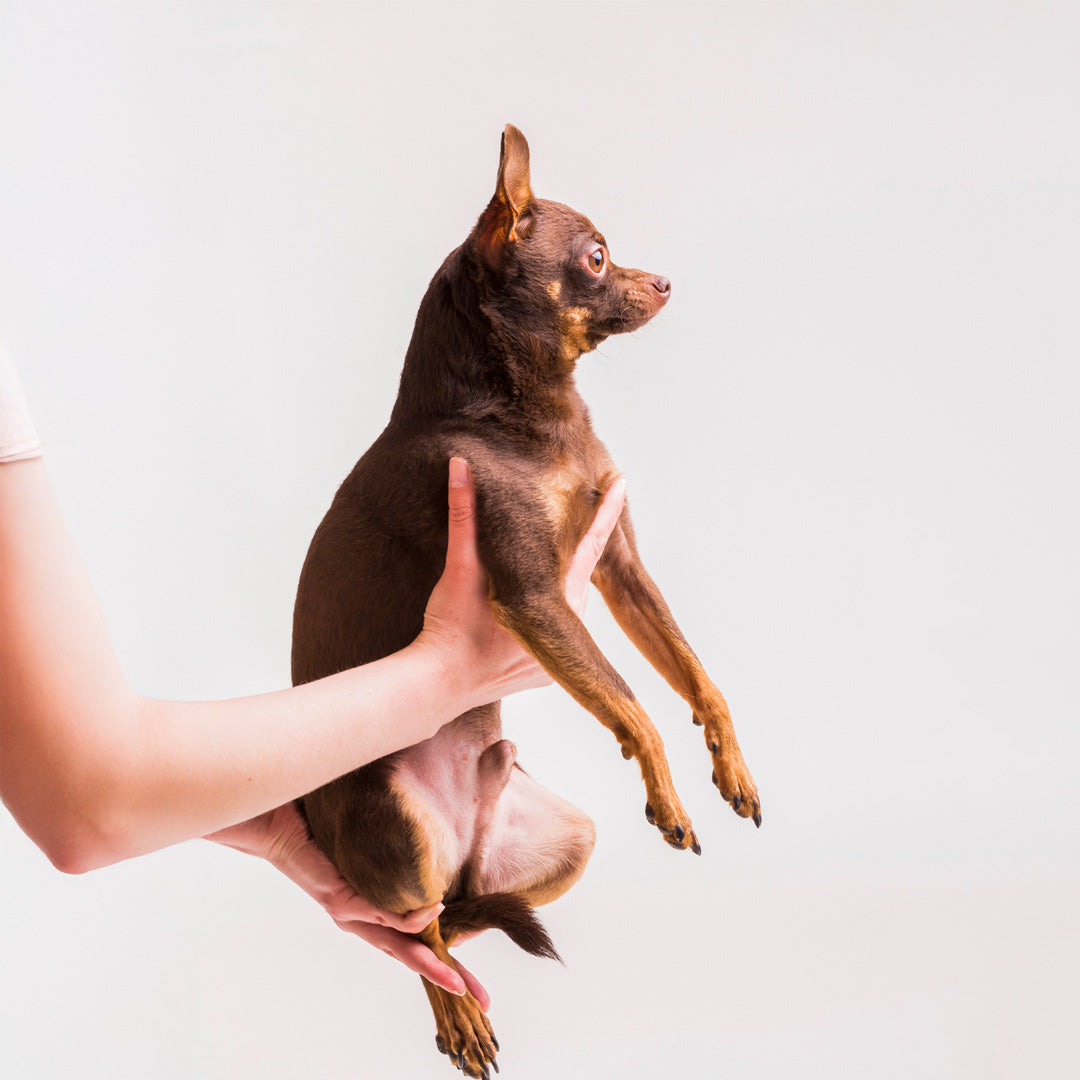 Nápreva for Dogs: Human-Quality Formula for Dogs